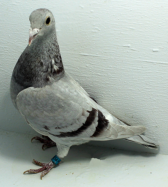 Band: AU 20054 FOYS 2025